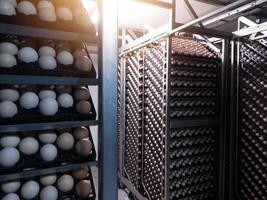 Technology of hatchery incubation machine for eggs chicken, chicken born process on the hatchery production. hatching eggs on the incubation machine. photo