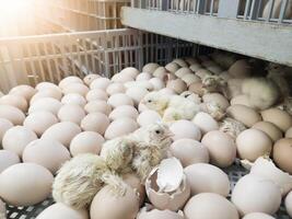 A newborn chick emerges from the egg shell and hatches in the chicken hatchery. photo