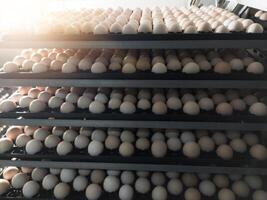 Technology of hatchery incubation machine for eggs chicken, chicken born process on the hatchery production. hatching eggs on the incubation machine. photo