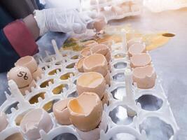 A quality control person is carrying out egg debris or cutting eggs that fail to hatch in the hatching machine. Breakout the eggs for debris Analysis. photo