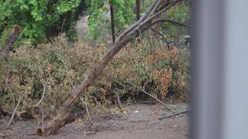 un lluvioso otoño día en el jardín video