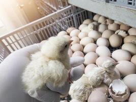 Quality Control check and Inspection A newborn chick emerges from the egg shell and hatches in the chicken hatchery. photo