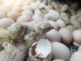 A newborn chick emerges from the egg shell and hatches in the chicken hatchery. photo