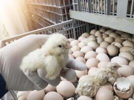 Quality Control check and Inspection A newborn chick emerges from the egg shell and hatches in the chicken hatchery. photo