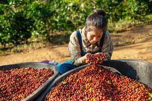 asiático mujer cosecha arriba crudo café frijol a granja foto