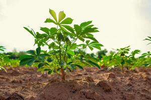 cassava tree in farm and sunset photo