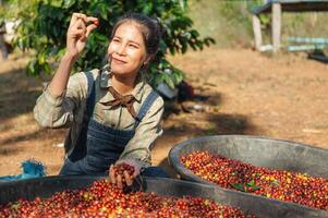 asian woman picking up raw coffee bean at farm photo