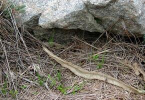 serpiente muda en un seco césped foto