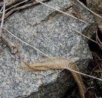 muda serpiente piel en un rock foto