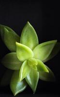 hojas de un verde loto planta brote en un negro antecedentes de cerca valores foto para vertical historia