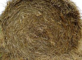Pressed Hay Detailed Texture Background photo