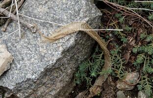 serpiente piel con cabeza en naturaleza condiciones foto