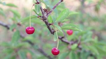 Kirsche Baum hängend von ein Ast video