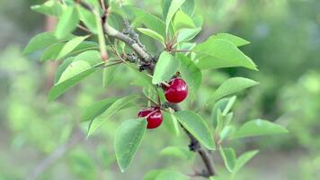 Kirsche Baum hängend von ein Ast video