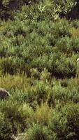 dunes de plage avec de longues herbes video