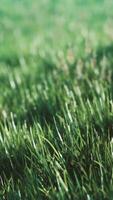 grünes frisches Gras als schöner Hintergrund video