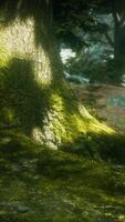 tree with moss on roots in a green forest video