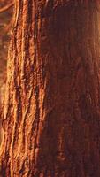 sequoias gigantes na floresta de sequoias video