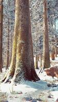 ijzig winterlandschap in besneeuwde bossen video