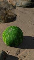 große und saftige Wassermelone auf dem Strandsand video