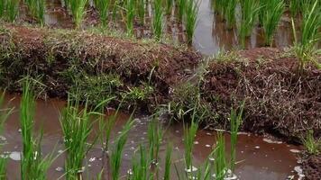 extensión de verde arroz campos video