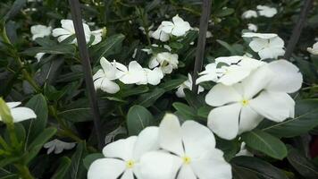 witte bloemen bloeien in de tuin video