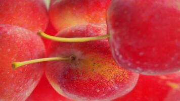 fresh, red apples in clear water video