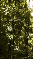 foresta di bambù verde alle hawaii video