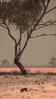 savane africaine sèche avec des arbres video