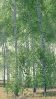 birch forest in sunlight in the morning video