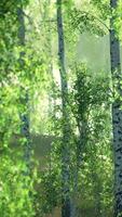 panorama of birch forest with sunlight video