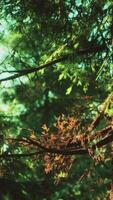 arbres à cônes verts dans la lumière du soleil video