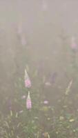 fleurs des champs sauvages dans un brouillard profond video