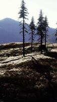 alberi sul prato tra le colline con boschi di conifere video