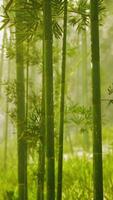 Group of Bamboo Trees in a Forest, vertical video