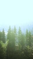 vertical format of misty mountain forest landscape in the morning video