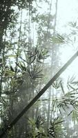 Tall Bamboo Tree in Forest, vertical video