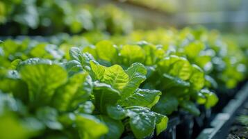 AI generated Innovative Hydroponics Cultivating Fresh Frillice Iceberg Salad in a Greenhouse photo