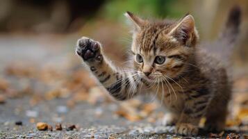 ai generado pequeño gatito caminando a través de grava la carretera foto