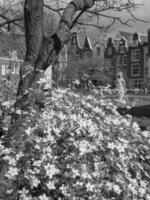 primavera hora en Amsterdam foto