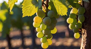 AI generated Close up image of grapes hanging on the tree in a vineyard in the morning with sunshine photo