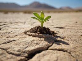 AI generated A plant seedling grows on a rock in the desert on sunny day photo