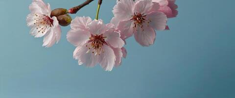 AI generated close up image of cherry blossom flower with realistic petals isolated on light blue background with copy space photo