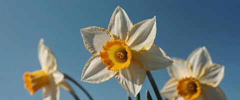 ai generado cerca arriba imagen de narciso flor con realista pétalos aislado en claro azul cielo antecedentes con Copiar espacio foto