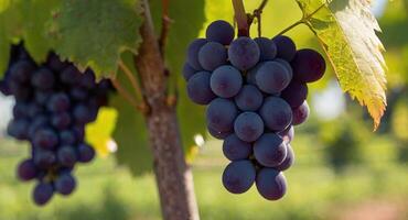 ai generado cerca arriba imagen de uvas colgando en el árbol en un viñedo en el Mañana con Brillo Solar foto