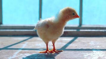 The Chick Is Standing In Front Of The Window video