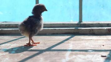 The Chick Is Standing In Front Of The Window video