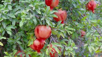 Red Fresh Pomegranates on Pomegranate Tree video