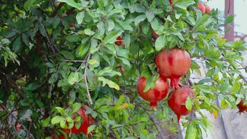 Red Fresh Pomegranates on Pomegranate Tree video