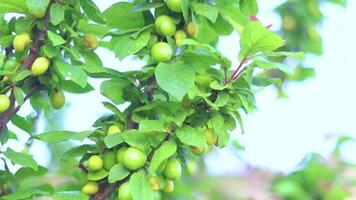 ciruelas crecido en el rama de un verde ciruela árbol video